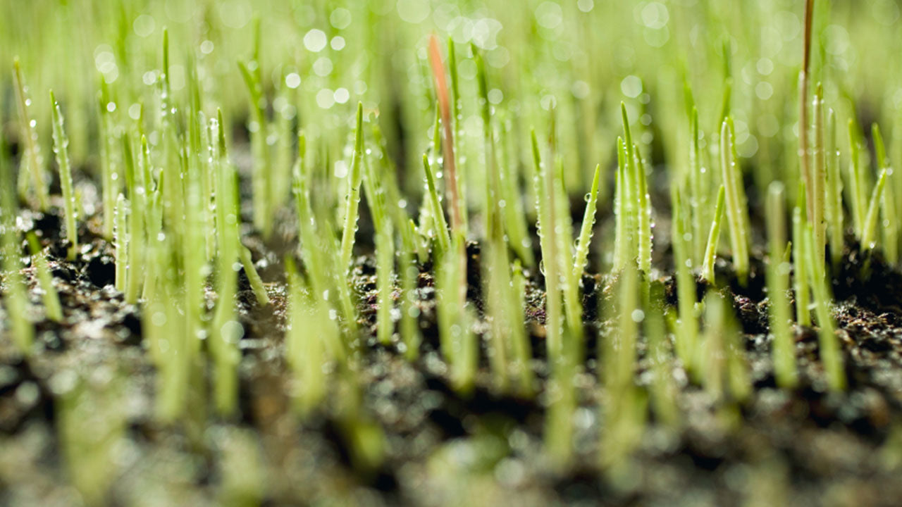 Lawn establishment