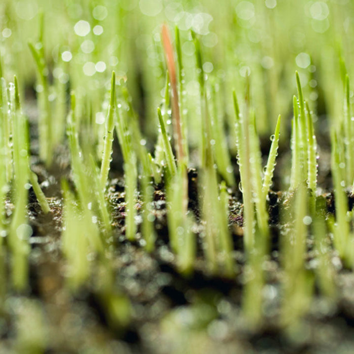 Lawn establishment